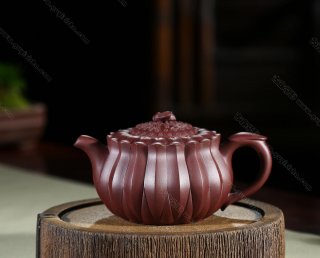 蜂菊  蜂菊