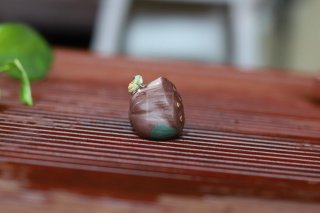 《蓮蓬噴水青蛙》宜興紫砂壺手工茶壺茶具紫泥  《蓮蓬噴水青蛙》宜興紫砂壺手工茶壺茶具紫泥